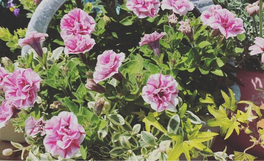 寄せ植え・アレンジ作成