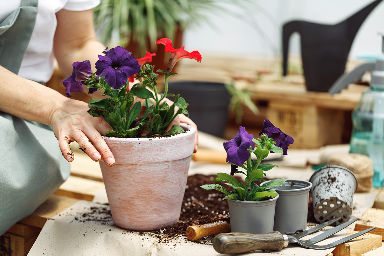 寄せ植え作業